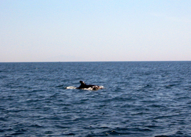 delfini a Sperlonga